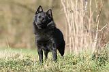 SCHIPPERKE 333